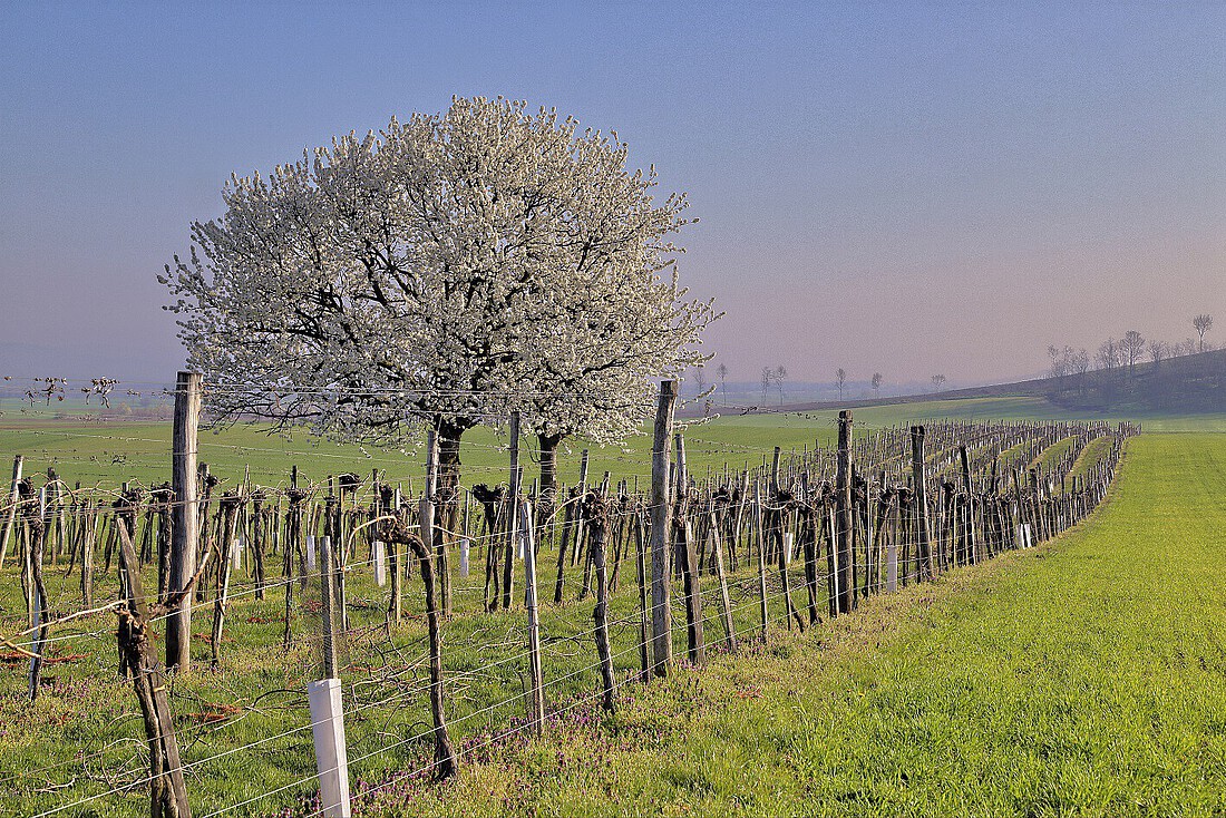 Weingarten mit blühendem Kirschenbaum
