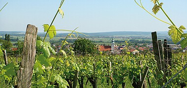 Weingarten im Sommer mit Blick auf ein kleines Dorf mit Kirche